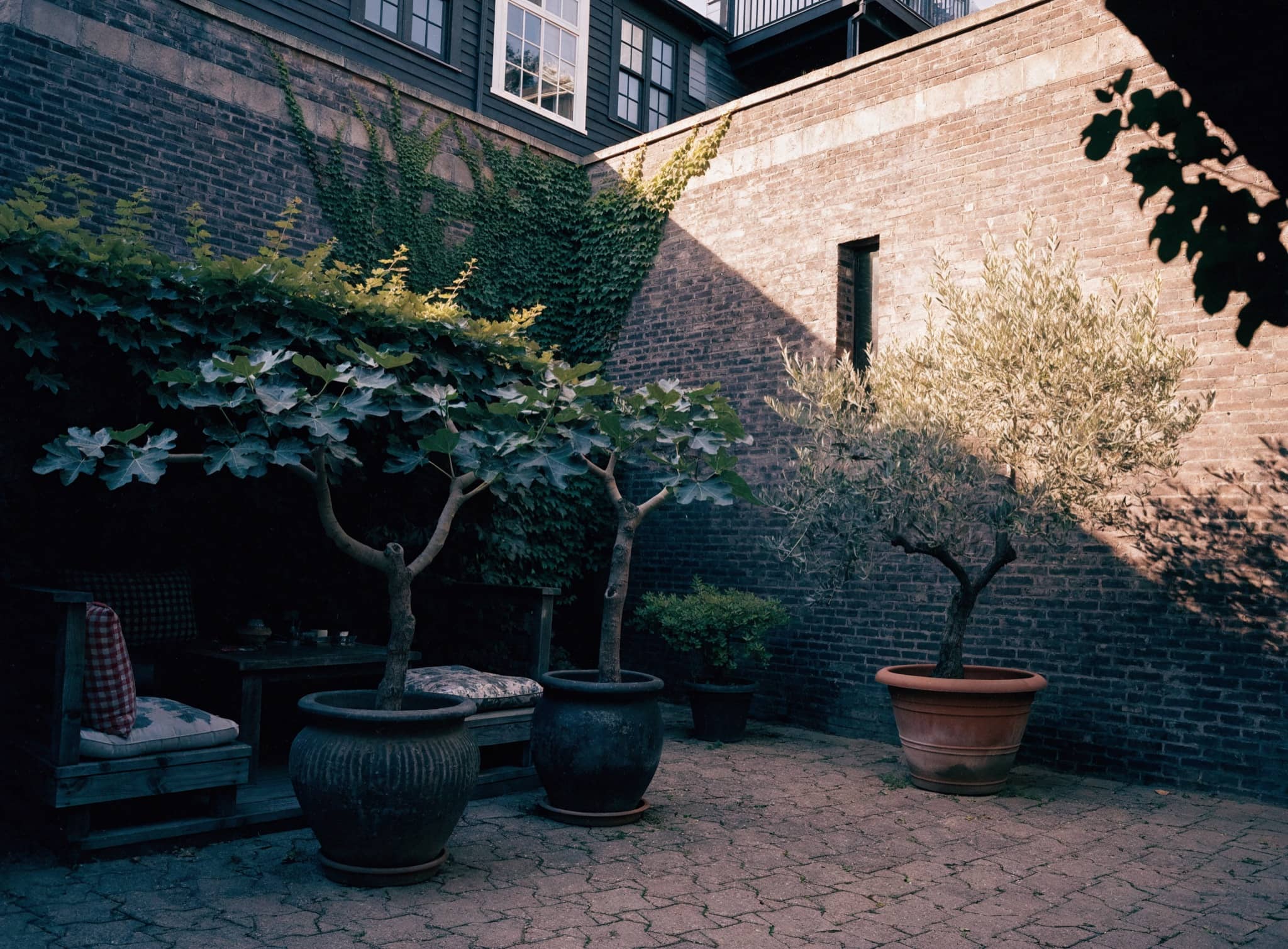 An American family home with a walled front courtyard garden, fig and olive trees in pots, in late afternoon light